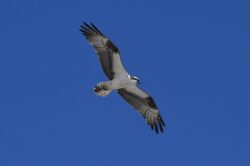 Osprey (Fish Hawk)