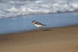 Semipalmated Plover